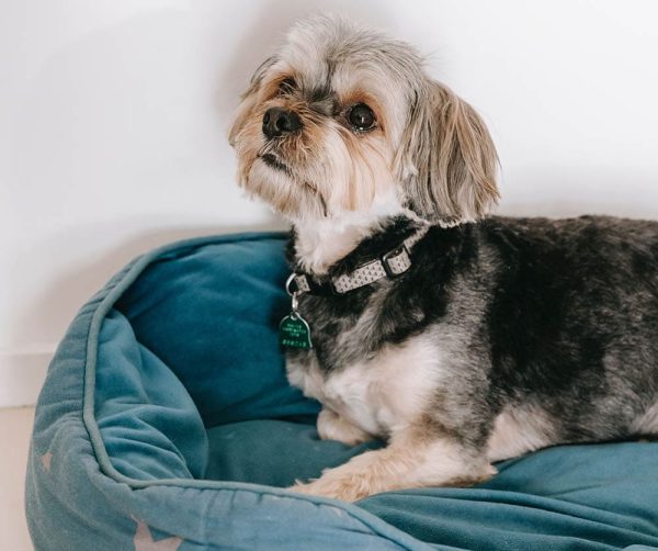 Morkie lying in bed_SarahChai_Pexels