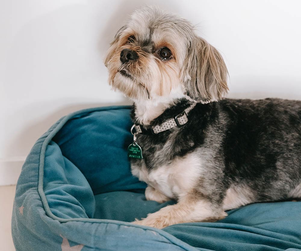 Morkie lying in bed_SarahChai_Pexels