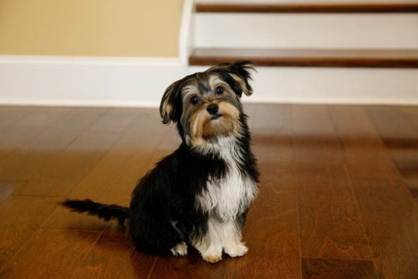 Morkie sitting on floor