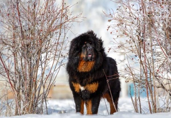 Mountain Mastiff