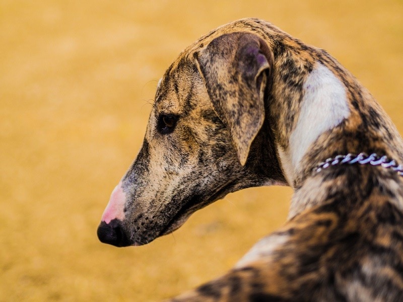 Mudhol Hound Indian Dog Breed