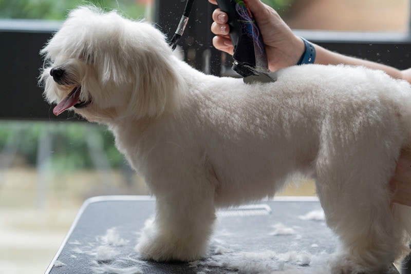 Mullet Maltese Haircut