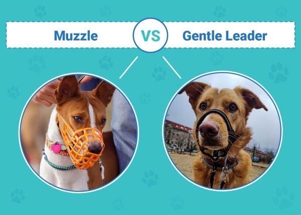 Muzzle vs Gentle Leader