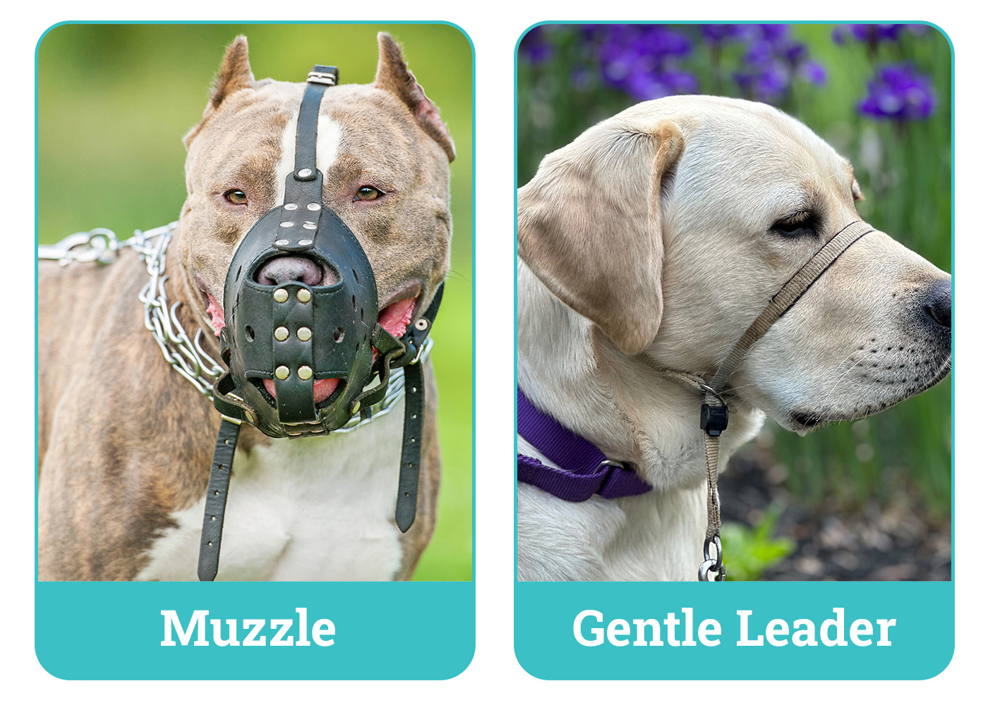 Muzzle vs Gentle Leader side by side