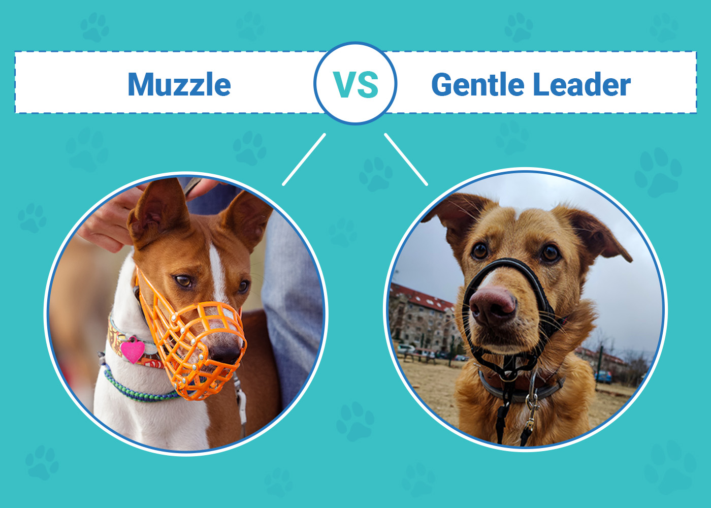 Muzzle vs Gentle Leader