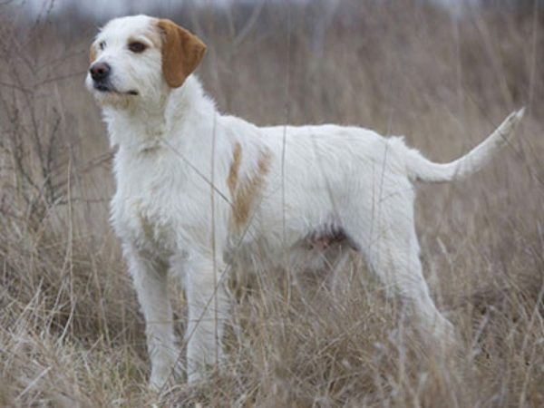 NEW istrian-coarse-haired-hound