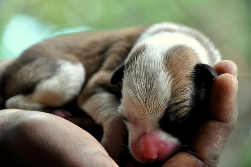 Newborn puppy held in the palm