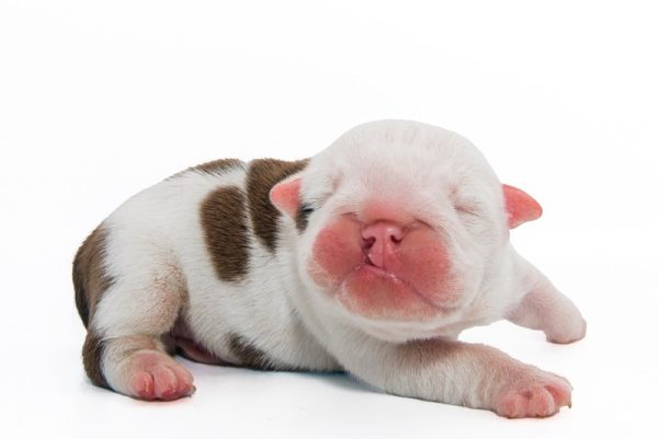 Newborn-puppy-with-cleft-palate