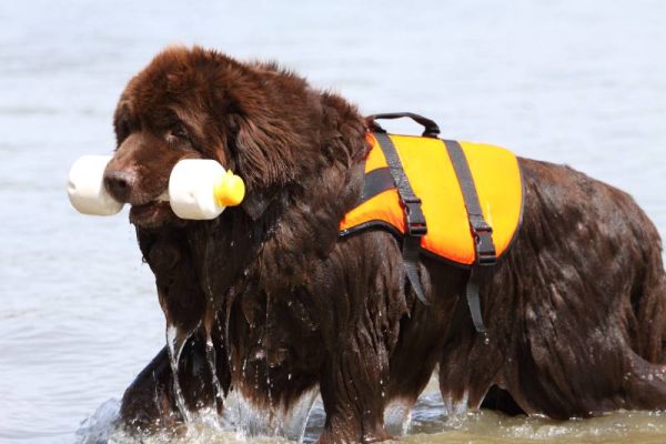 Newfoundland dog apporting toy in water