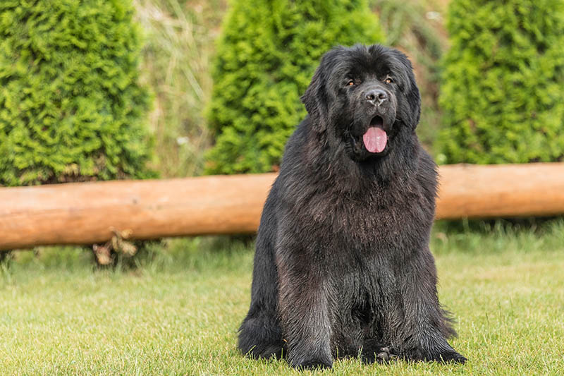 Newfoundland-dog-on-a-summer-day-in-the-garden