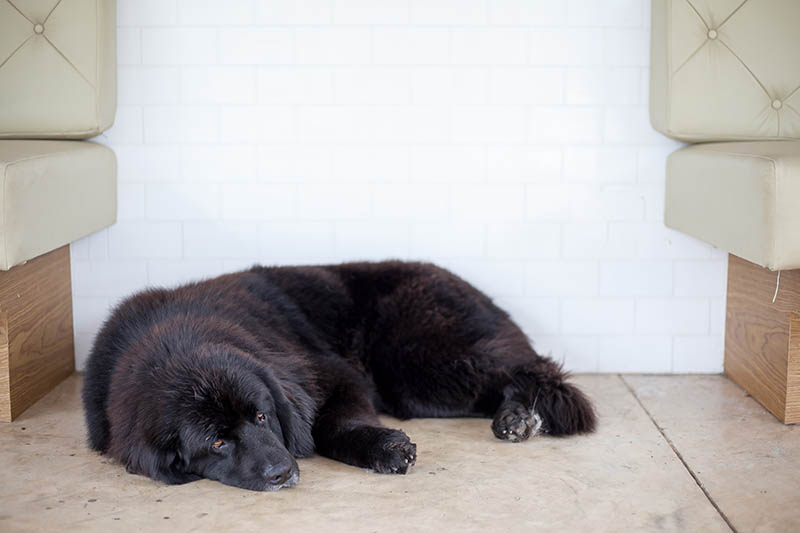 Newfoundland dog sleep on floor