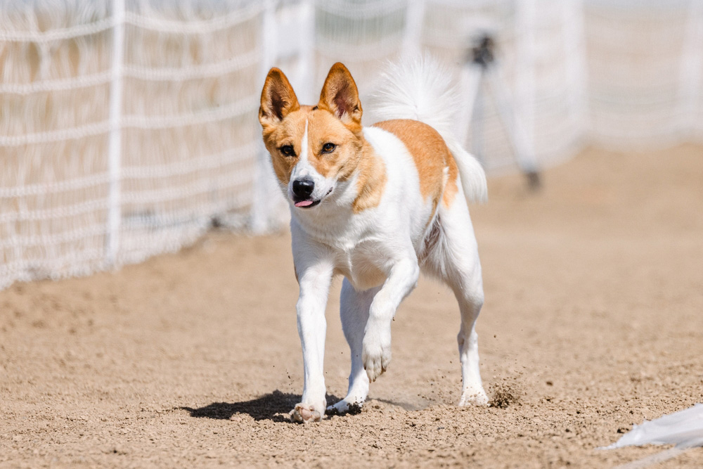 Norrbottenspets dog in lure coursing training