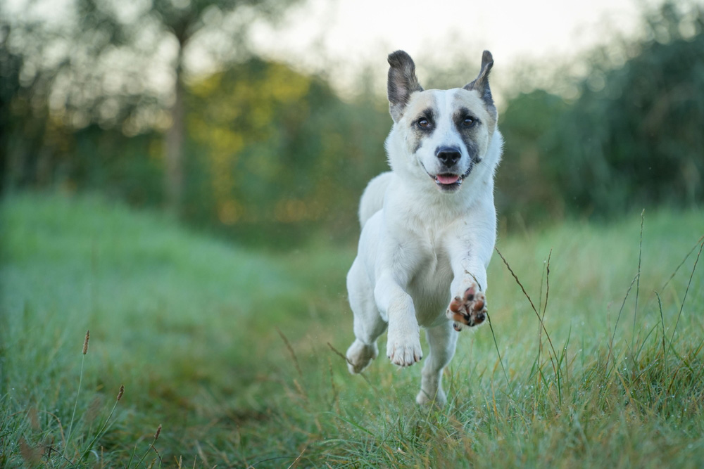 Norrbottenspets dog running in the forest