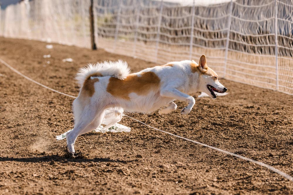 Norrbottenspets dog running lure course sport in the dirt