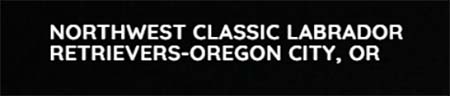 Northwest Classic Labrador Retrievers