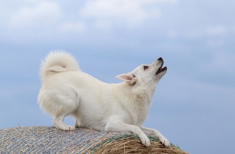 Norwegian Buhund howling