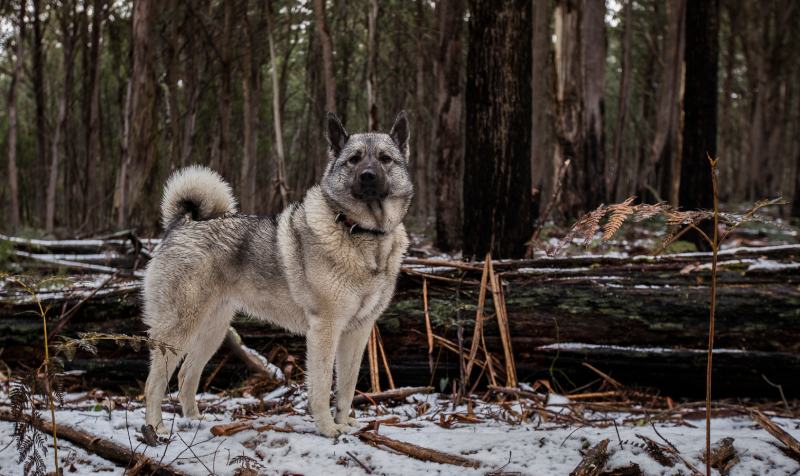 Norwegian Elkhound dog in snow outdoors