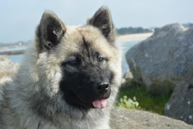 Norwegian Elkhound_Piqsels