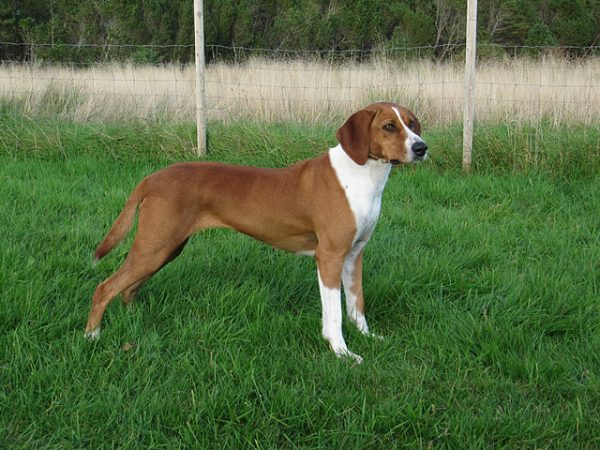 Norwegian Hygenhund Hygen Hound