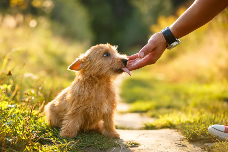 Norwich Terrier puppy licking human hand