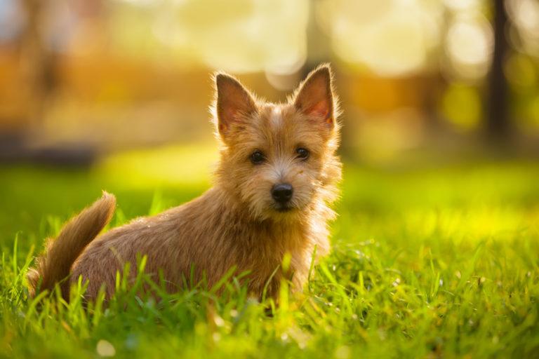 Norwich Terrier_Shutterstock_Natalia Fedosova