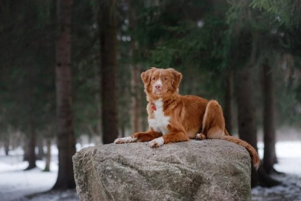 Nova-Scotia-Duck-Tolling-Retriever-sitting-on-rock