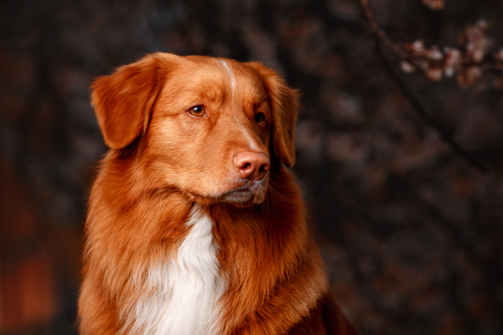 Nova scotia duck tolling retriever dog portrait looking away from the camera on sunny spring day