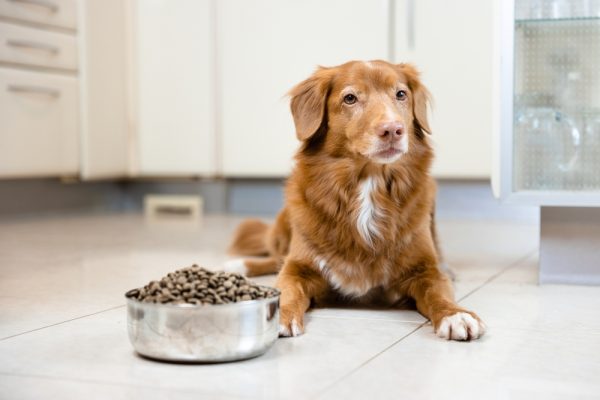 Nova scotia duck tolling retriever dog waiting near bowl full of dry kibble food