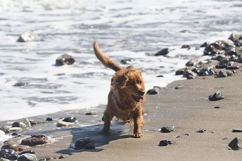 Nova scotia duck tolling retriever playing by the beach