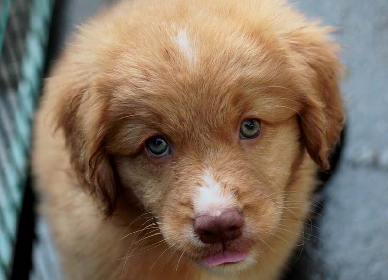 Nova scotia duck tolling retriever puppy close up face