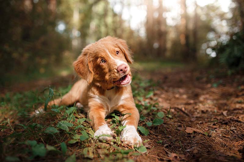 Nova-scotia-duck-tolling-retriever-puppy