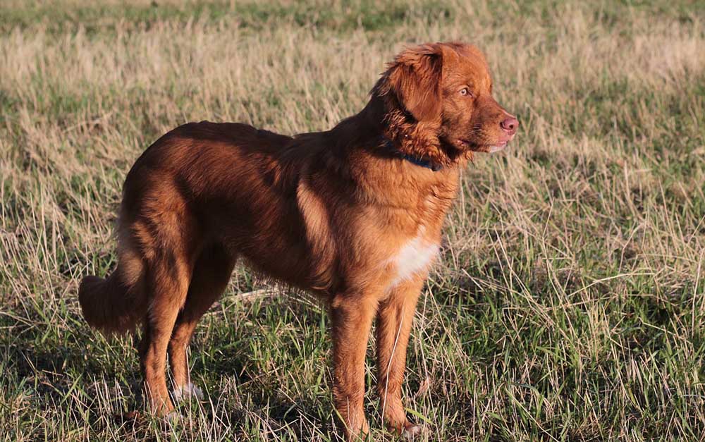 Nova-scotia-duck-tolling-retriever