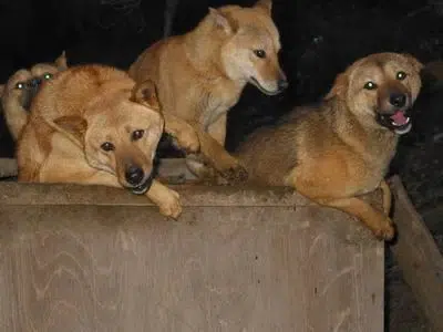 Nureongi dogs