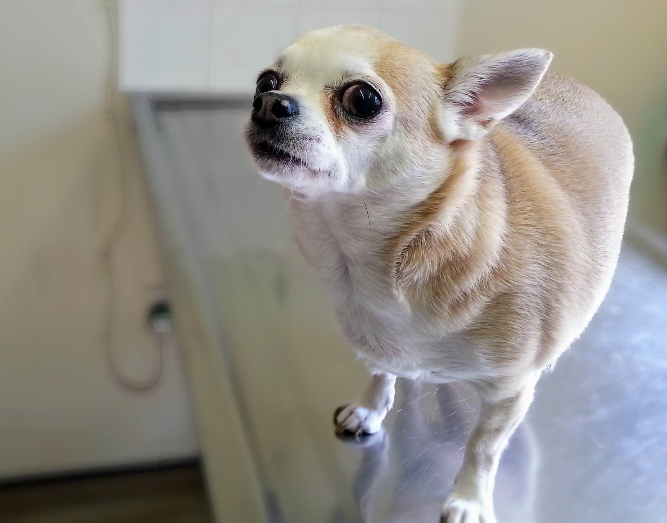 Obese Chihuahua