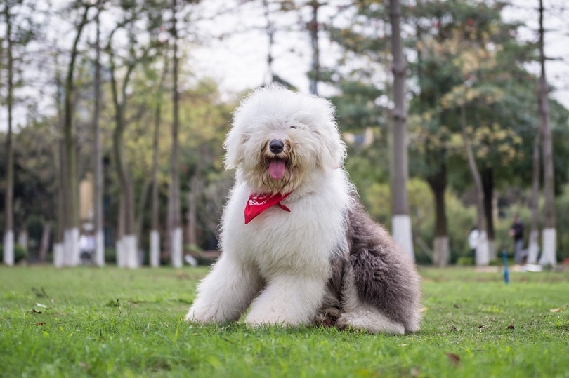 Old-English-Sheepdog_Chendongshan_shutterstock