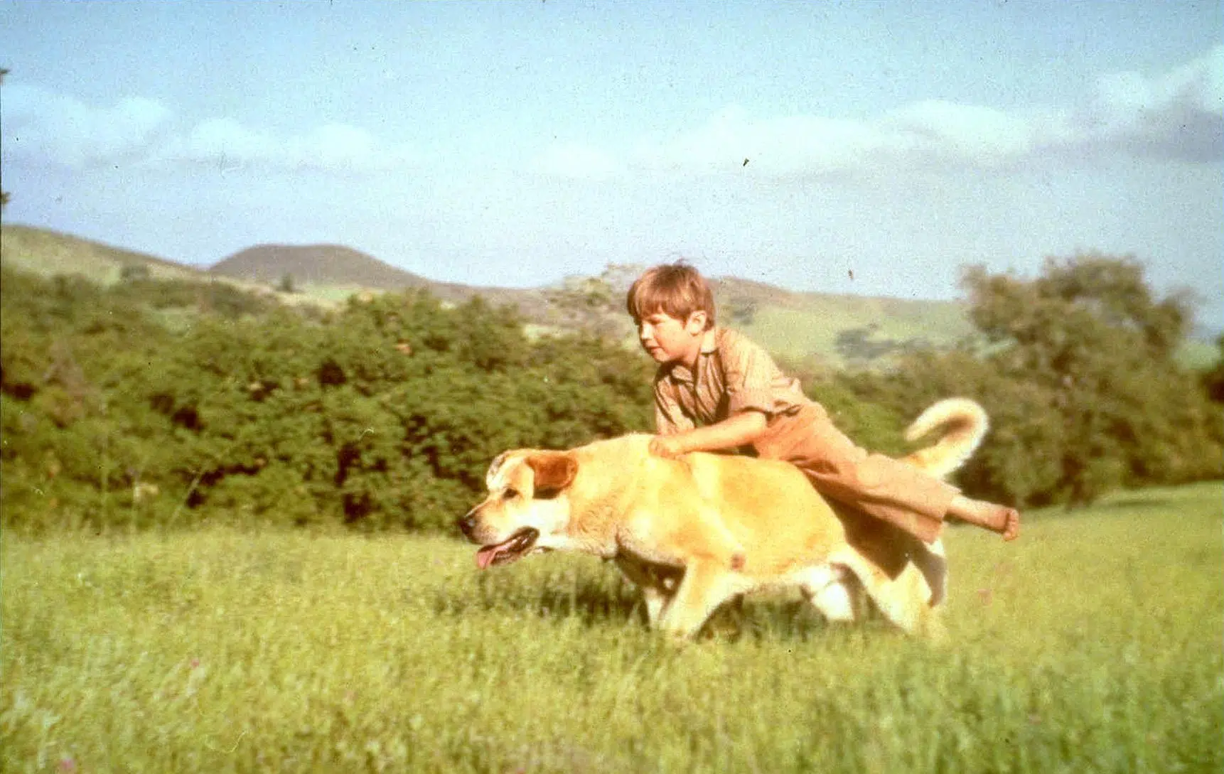 Old Yeller The Walt Disney Company