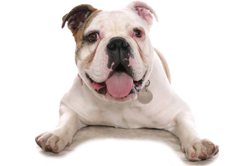 Old tyme bulldog_chrisbrignell_Shutterstock