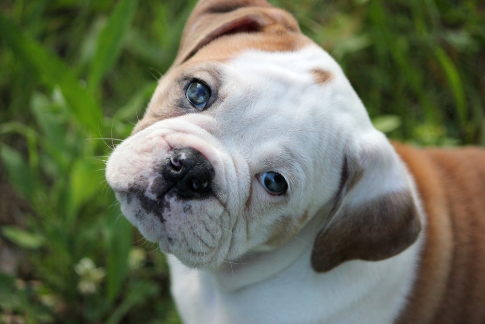 Olde-English-Bulldogge-puppy-tilting-head.