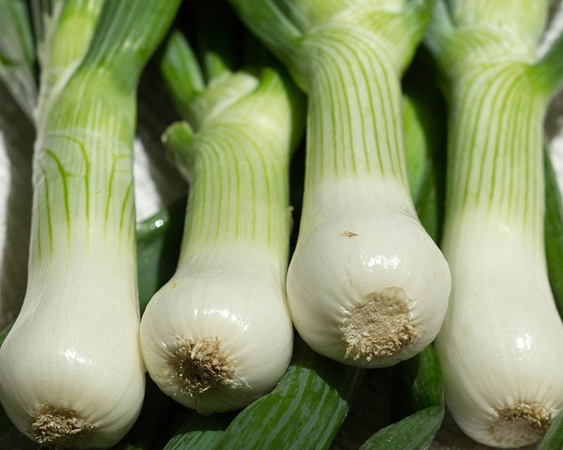 Onion Scallion