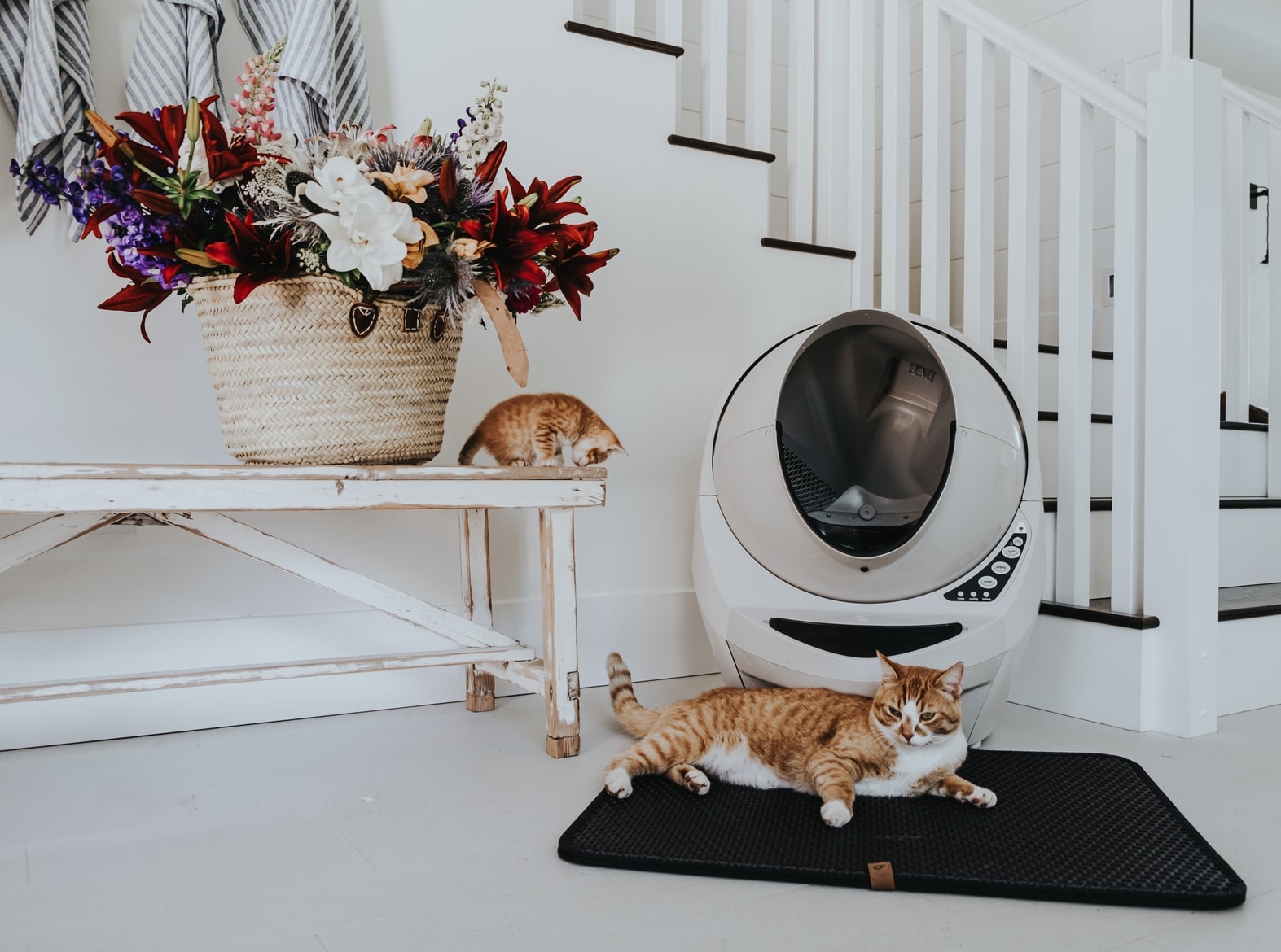 Orange-Cats-in-white-home-with-Beige-Litter-Robot.