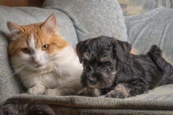 Orange shorthair cat sitting with Miniature Schnauzer puppy