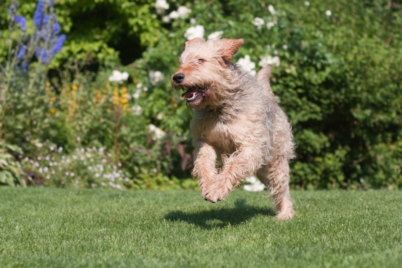 Otterhound dog running in garden