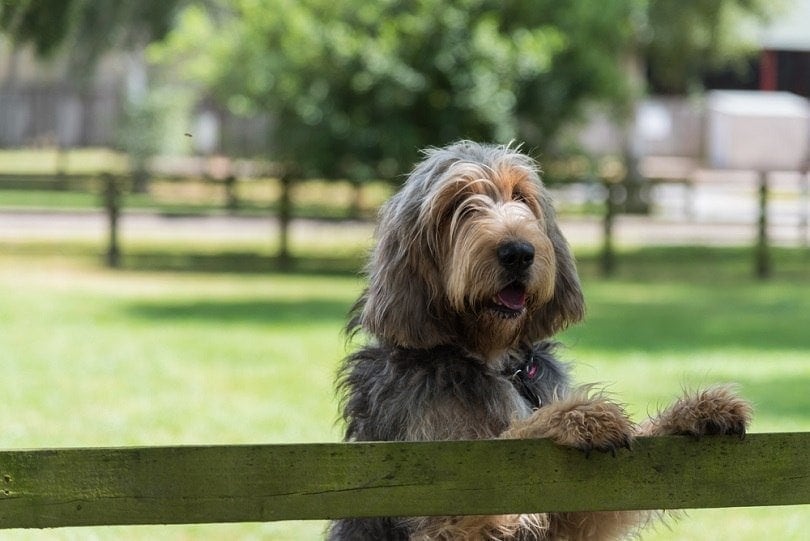 Otterhound standing in field with paws on fence