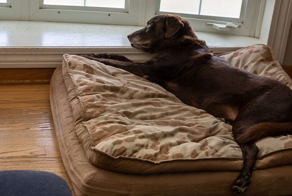 Overhead view of chocolate lab senior dog as he relaxes on his orthopedic bed