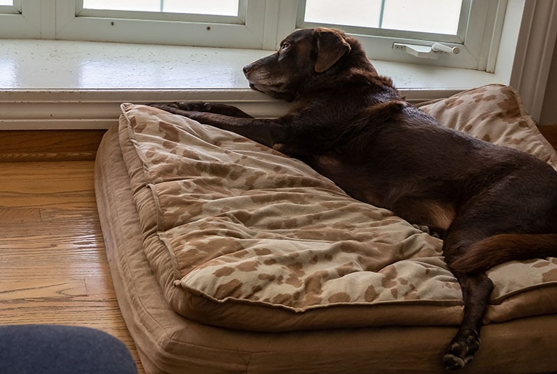 Overhead view of chocolate lab senior dog as he relaxes on his orthopedic bed