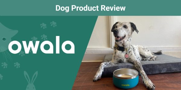 Owala Pet Bowl Review SAPR Featured Image