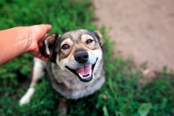 Owner Patting Dog Head Smiling