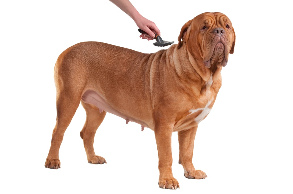 Owner brushing grooming French Mastiff