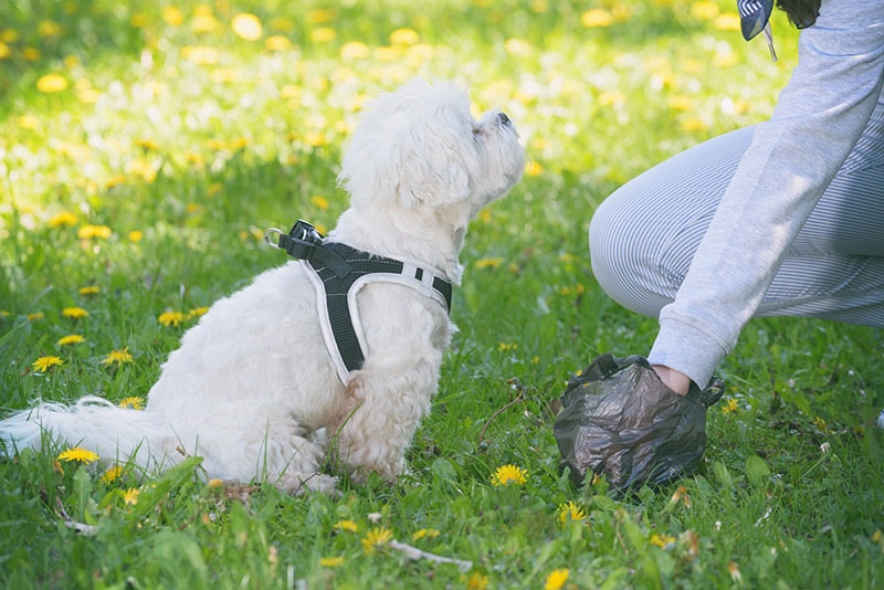 Owner cleaning up after the dog poop with plastic bag