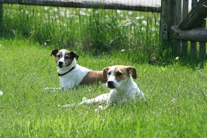 Pair Dog Breeding